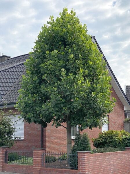 Goldgelber Tulpenbaum / Liriodendron tulipifera 'Aureomarginatum'