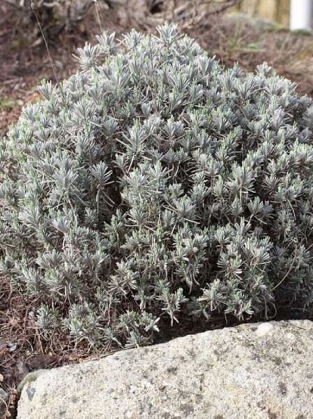 Lavandula angustifolia / Echter Lavendel