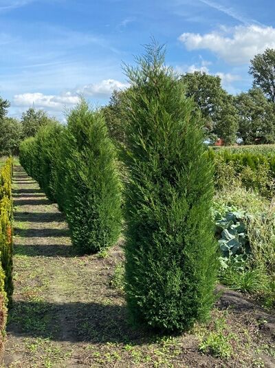 Cupressocyparis leylandii 'Blue Jeans' / Leyland Zypresse 'Blue Jeans' 250-300 cm m. Db., Solitär, aufrecht wachsend im Feld gepflanzt