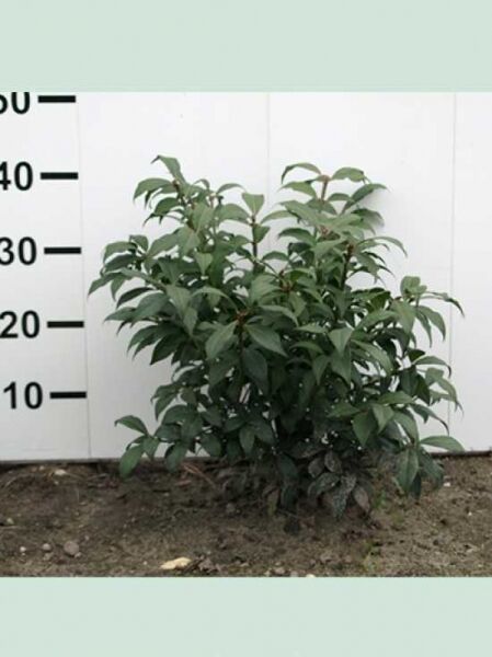Euonymus alatus 'Compactus' / Niedriger Korkspindelstrauch 'Compactus' 50–60 cm m. B., buschiger Strauch mit grünem Laub