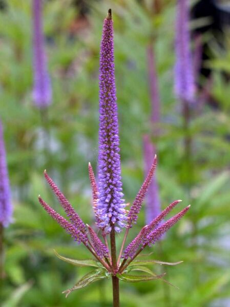 Kandelaber-Ehrenpreis 'Red Arrows' / Veronicastrum sibiricum 'Red Arrows'