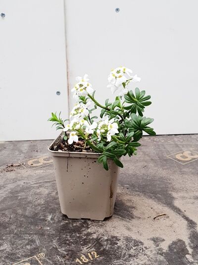 Immergrüne Garten-Schleifenblume 'Schneeflocke' (Iberis sempervirens) im Topf P9 mit weißen Blüten und grünem Laub