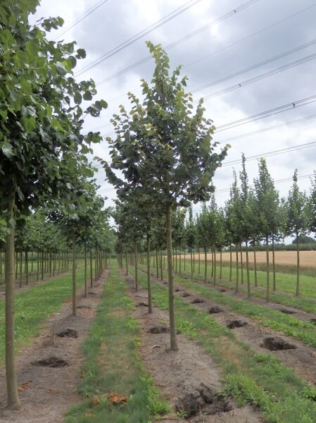 Tilia tomentosa 'Szeleste' / Ungarische Silber-Linde
