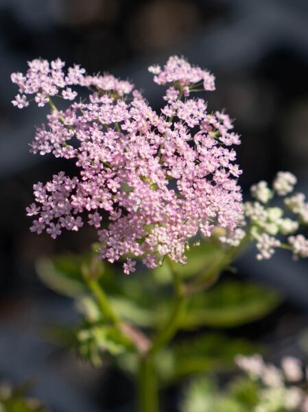 Bibernelle 'Rosea' / Pimpinella major 'Rosea'