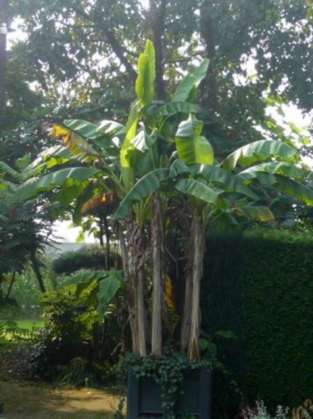 Winterharte Banane / Japanische Faserbanane / Musa basjoo