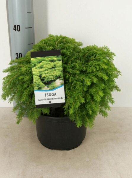Tsuga canadensis 'Jeddeloh' / Zwerg-Hemlocktanne 'Jeddeloh' 40-50 cm C7, kompakter Nadelstrauch im Topf