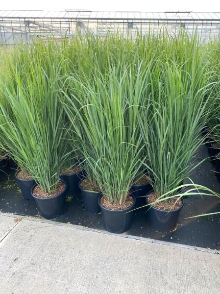 Panicum virgatum 'Northwind' / Riesen-Rutenhirse 'Northwind' C20, hohe grüne Horste im Topf mit schmalen, aufrechten Blättern