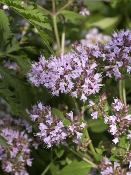 Polei-Minze / Mentha pulegium