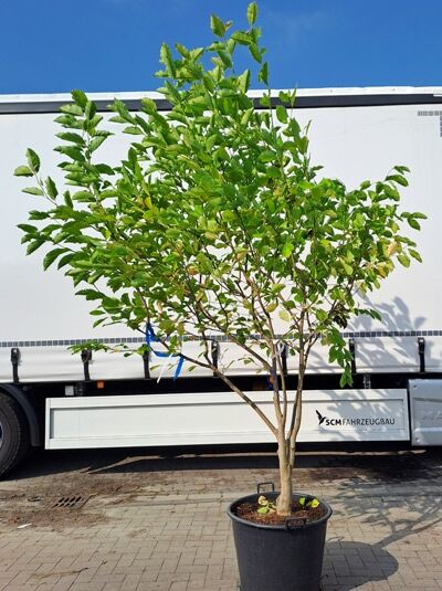 Magnolia kobus (Kobus-Magnolie) im Pflanztopf, mehrstämmiger junger Baum mit grünen Blättern.