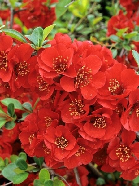 Zierquitte 'Nicoline' / Chaenomeles 'Nicoline'