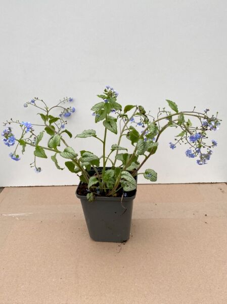 Kaukasus-Vergißmeinnicht 'Silver Heart ®' / Kaukasus-Vergißmeinnicht 'Silver Heart ®'