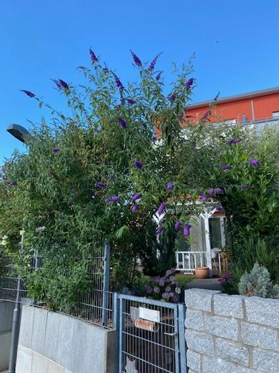 Buddleja davidii 'Florence' / Sommerflieder 'Florence' / Schmetterlingsstrauch 'Florence'