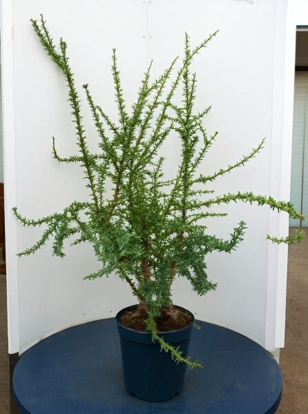Berberitze ‘Apricot Queen’ (Berberis lologensis) 125–150 cm C20, mehrtriebiger Strauch im Container mit grünem Laub.