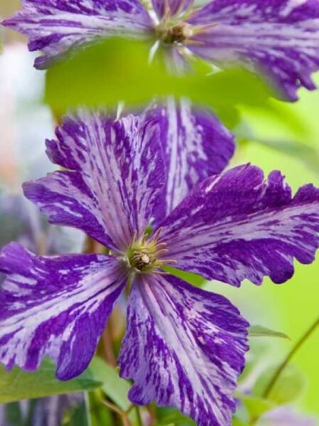 Waldrebe 'Tie Dye' / Clematis 'Tie Dye'