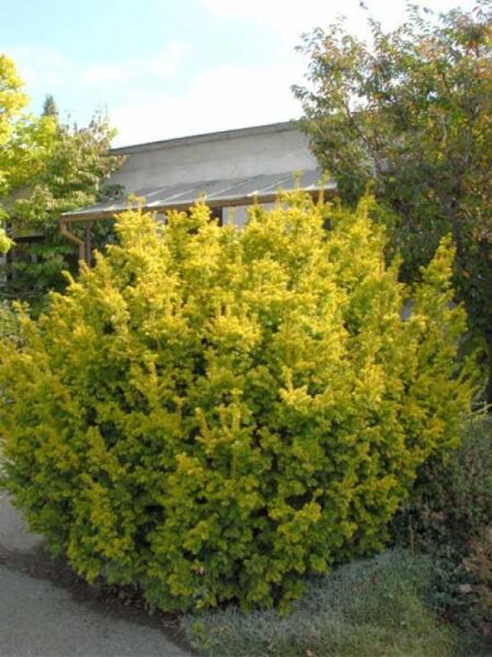 Goldene Eibe / Eibe 'Semperaurea' / Taxus baccata 'Semperaurea'