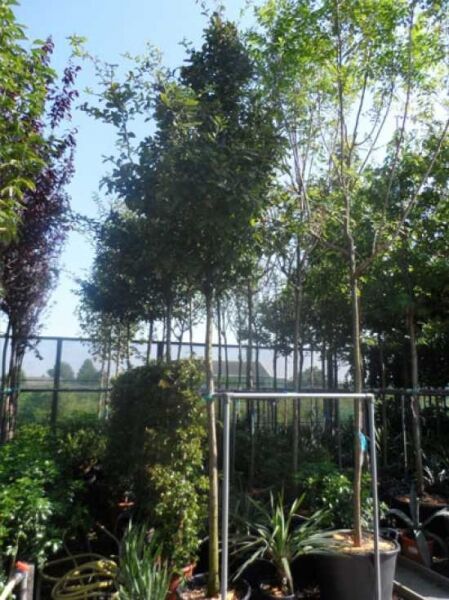 Deutsche Mispel / Deutsche Mispel