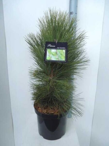 Pinus nigra 'Pyramidalis' / Säulenschwarzföhre
