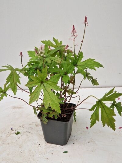 Tiarella laciniata 'Pink Skyrocket®' (Schaumblüte) im P9-Topf mit gelapptem Laub und rosa Blütenkerzen.