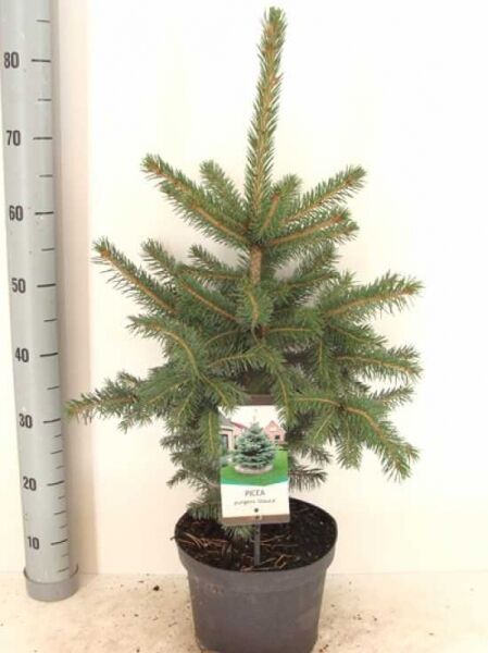 Picea pungens 'Glauca' / Blaue Stech-Fichte 40-50 cm C5, junger Nadelbaum im Topf mit bläulich-grünen Nadeln