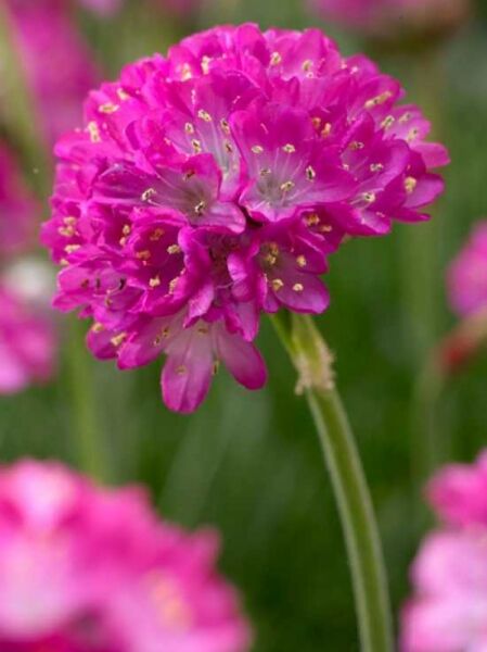 Armeria maritima 'Splendens' / Grasnelke