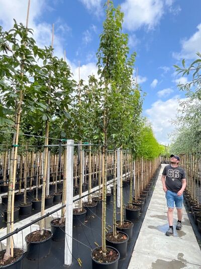 Pyrus calleryana 'Chanticleer' / Chinesische Wild-Birne 'Chanticleer' Hochstamm 10-12 StU im Container in Baumschule-Reihe