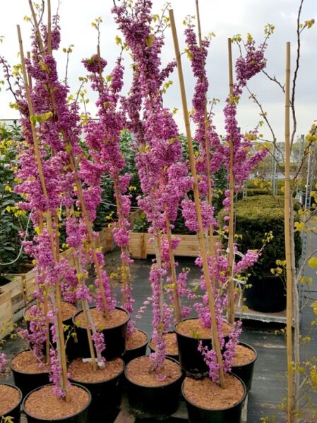 Kanadischer Judasbaum 'Merlot' (Cercis canadensis) 175–200 cm C20 im Topf, mit pinken Blüten am Stamm und an den Zweigen.