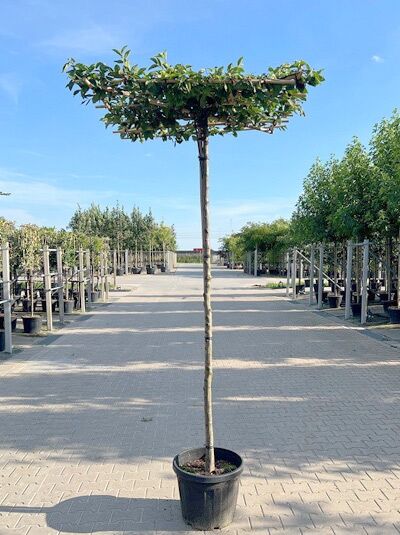 Carpinus betulus (Hainbuche/Weißbuche) Dachform, 240 cm Stamm, Container, gerader Stamm mit flachem Dachspalier-Kronendach.
