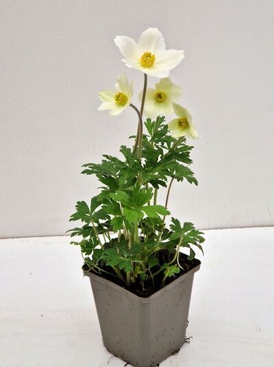 Anemone sylvestris (Großes Wald-Windröschen) P9 im Topf, weiße Blüten mit gelber Mitte und grüne, gelappte Blätter