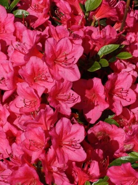 Rhododendron obtusum 'Little Red' / Japanische Azalee 'Little Red'