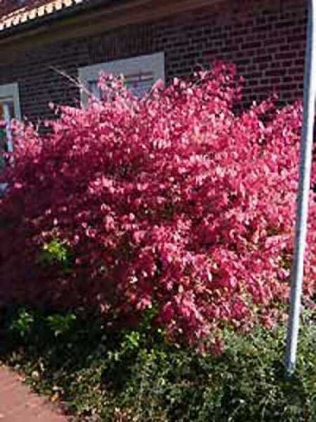 Geflügeltes Pfaffenhütchen / Korkspindel / Euonymus alatus