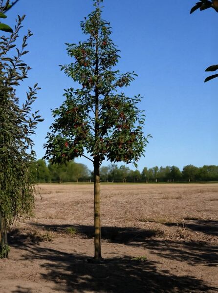 Malus 'Red Obelisk' / Zierapfel 'Red Obelisk' Hochstamm 18-20 StU m. Db., schlanke Krone mit grünem Laub und roten Früchten