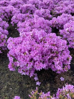 rhododendron buchsbaum Zwerg