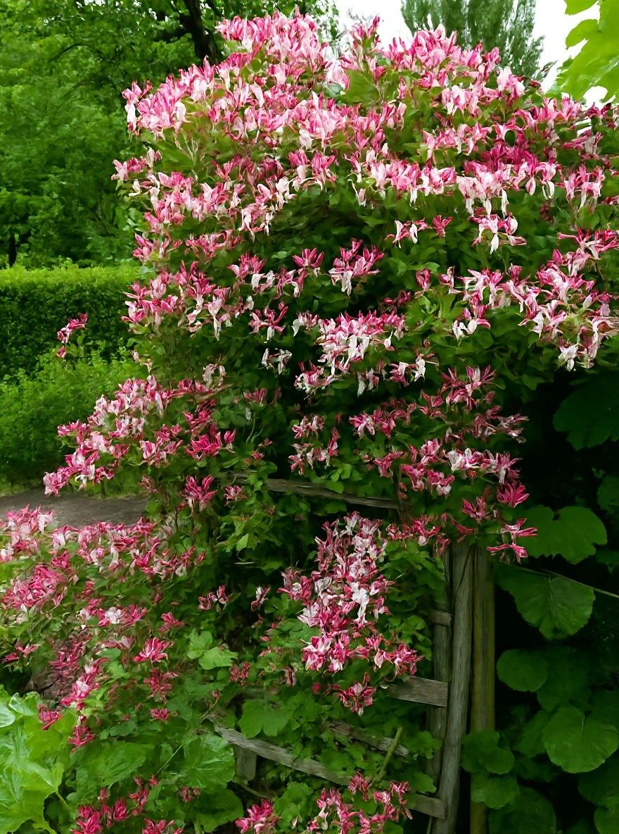 Geischlinge 'Goldflame' - Lonicera heckrottii 'Goldflame' - Baumschule  NewGarden