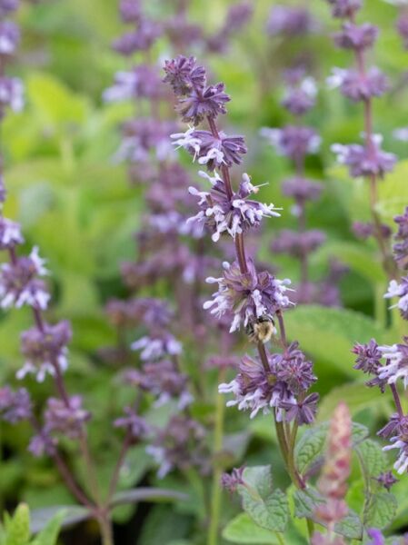 Quirlblütiger Salbei 'Hannay's Blue' / Quirlblütiger Salbei 'Hannay's Blue'