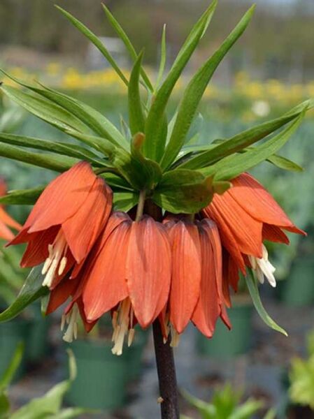Fritillaria imperialis 'Rubra Maxima' / Kaiserkrone