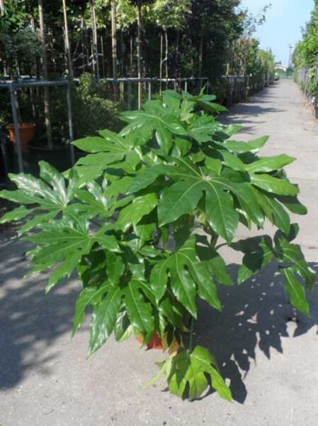 Fatsia japonica (Zimmeraralie) 50–60 cm C7, Pflanze im Topf mit großen, glänzenden, handförmig gelappten Blättern.