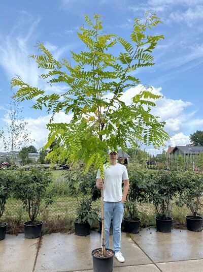 Robinia pseudoacacia 'Frisia' Goldakazie (Gold-Robinie) Hochstamm 12-14 StU im Container mit gelbgrünem Laub