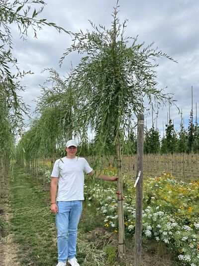 Salix sepulcralis 'Chrysocoma' / Hänge-Weide, Trauer-Weide 'Chrysocoma' Hochstamm 14-16 StU mit durchhängenden Zweigen
