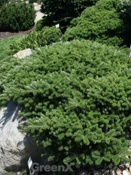 Breitwachsende Zwerg-Korea-Tanne 'Fliegende Untertasse' / Abies koreana 'Fliegende Untertasse'