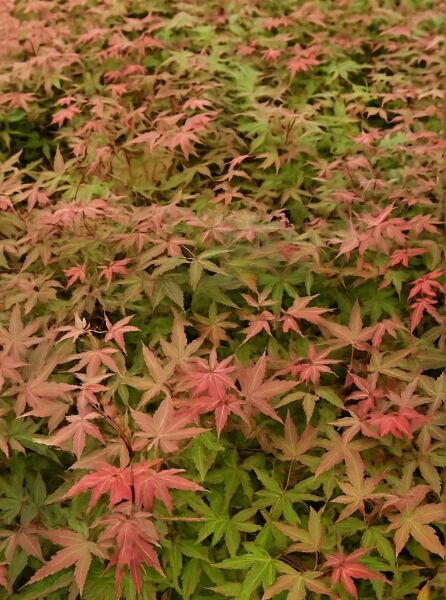 Fächer-Ahorn 'Corallinum' (Acer palmatum 'Corallinum') auf Stamm, rote bis grüne, gelappte Blätter im Kronenbereich.