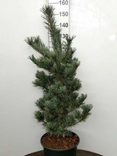 Pinus parviflora 'Tempelhof' / Mädchen-Kiefer 'Tempelhof', immergrüne Kiefer im Topf, 125-150 cm, C25