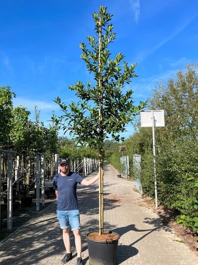 Stechpalme Ilex koehneana „Chestnut Leaf“ als Hochstamm im Container, ca. 200 cm, Stammumfang 16–18 cm, aufgebunden mit Stützpfahl.