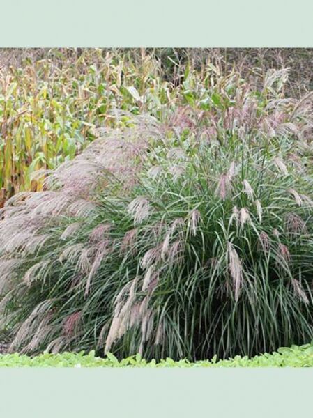 Chinaschilf 'Bogenlampe' / Miscanthus sinensis 'Bogenlampe'