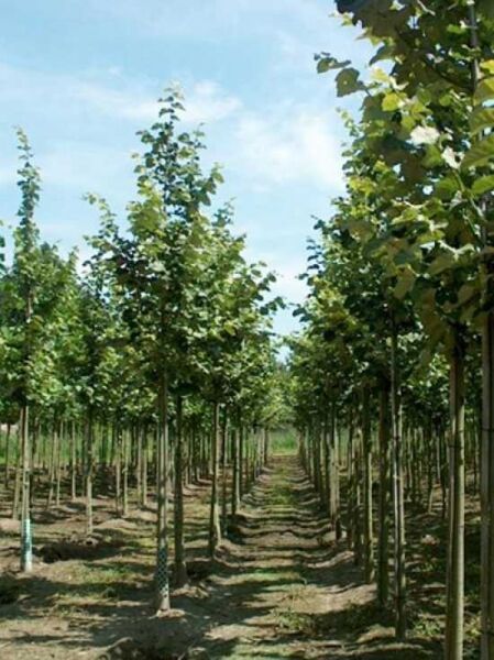 Tilia tomentosa 'Brabant' / Silber-Linde 'Brabant'