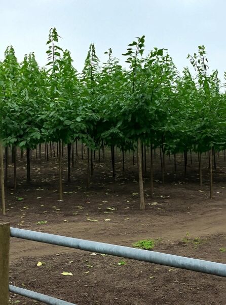 Prunus avium 'Burlat' / Süßkirsche 'Burlat' Hochstamm 16-18 StU mit Drahtballen, Bäume in Reihen im Feldbestand.
