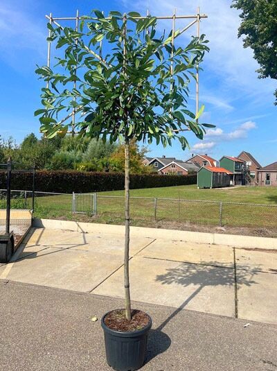 Prunus laurocerasus 'Novita' / Kirschlorbeer Novita Hochstamm-Spalier im Container, Stamm mit Spalierkrone an Gestell