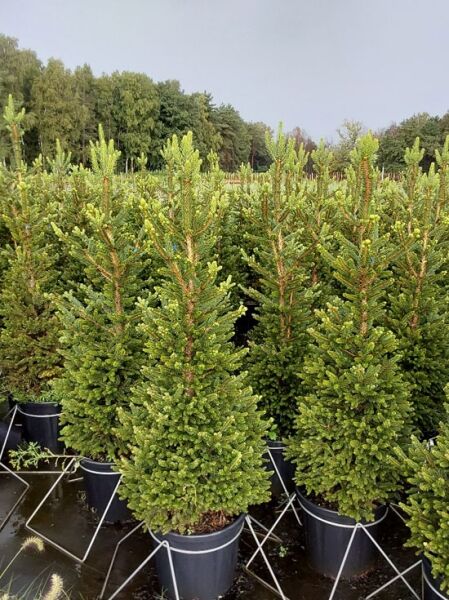 Picea abies 'Wills Zwerg' / Zwerg-Rot-Fichte 'Will' 100-120 cm C20, kompakte Nadelgehölze im Container