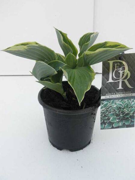 Graublättrige Goldrand-Garten-Funkie 'Aureomarginata' (Hosta fortunei) im C1-Topf, grün-graue Blätter mit gelbem Rand.