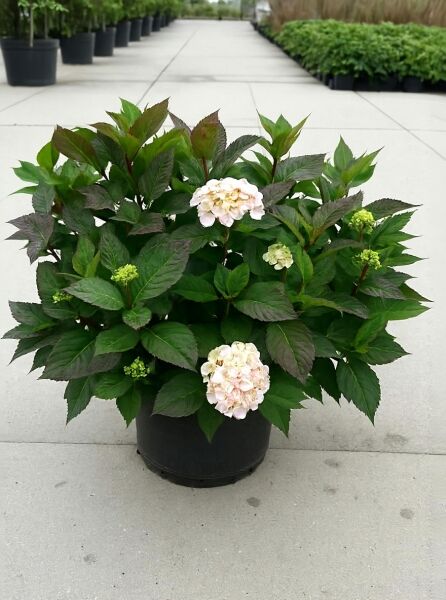 Teller-Hortensie 'Preziosa' (Hydrangea serrata 'Preziosa'), 60–80 cm, C20, im Topf mit grünen Blättern und rosafarbenen Blüten.