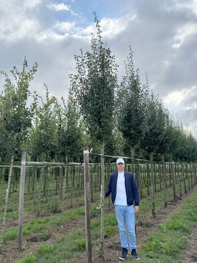 Säulen-Weißdorn Hochstamm (Crataegus monogyna 'Stricta'), 14–16 StU, mit Drahtballen, säulenförmige Krone im Feld.